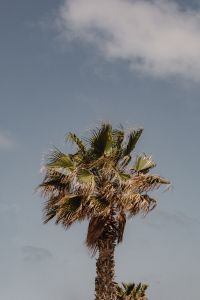Kaboompics - Tropical Vibes of Malta - A Collection of Palms - Cacti and Succulents Perfect for Backgrounds
