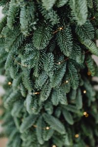 Kaboompics - Christmas tree