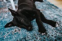 Kaboompics - Black dog on a light blue carpet