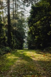 Kaboompics - Way - path - woods - forest - trees