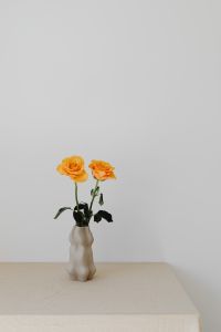 Kaboompics - Orange rose flowers