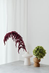 Kaboompics - Green hydrangea - Amaranthus