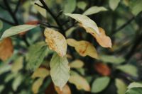 Kaboompics - Close-ups of leaves