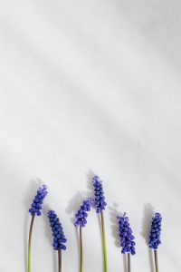 Kaboompics - Grape hyacinth flower - Muscari