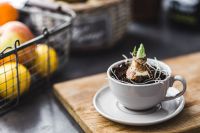 Kaboompics - Little seedling in a cup on a wooden board