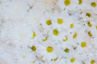 Kaboompics - White Chrysanthemum