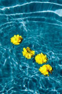 Kaboompics - Small yellow flowers floating in the pool