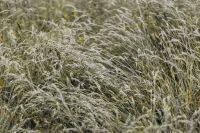 Kaboompics - Silver grass field