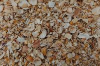 Sea shells on the beach, Algarve, Portugal