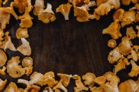 Kaboompics - Picking mushrooms chantarelle in the woods