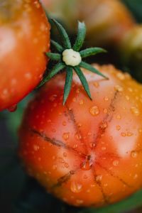 A large red tomato grows on the plant