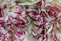 Kaboompics - Carnation Backgrounds