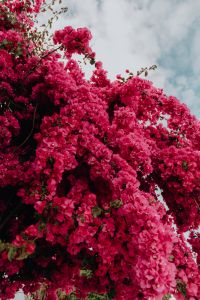 Kaboompics - Pink bougainvillea flowers against the traditional Portuguese white house