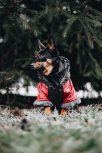 Kaboompics - Small dog with warm jacket