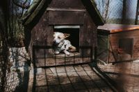 Kaboompics - Dog in a kennel