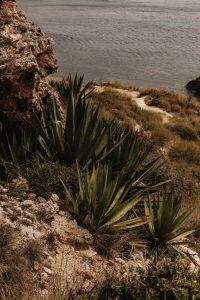 Kaboompics - Malta's Seaside Backgrounds - A Collection of Captivating Seascapes - Rocky Cliffs  and Coastal Flora