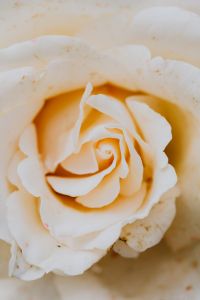 Kaboompics - White rose flower