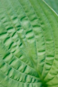 Kaboompics - Green leaf