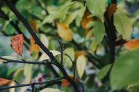 Kaboompics - Close-ups of leaves