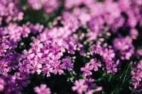 Kaboompics - Pink flowers blooming in spring