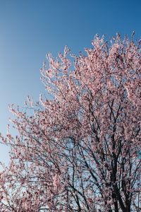 Kaboompics - Pink spring flowers