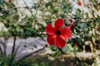 Kaboompics - A red hibiscus flowers