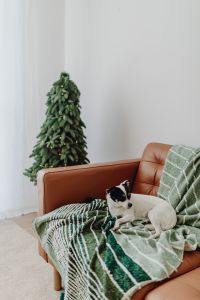 Kaboompics - Christmas with the little dog
