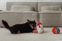 Kaboompics - Two small dogs hang out in their home