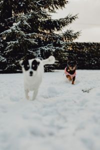 Kaboompics - Small dogs play on the snow