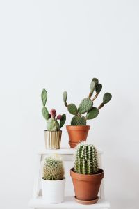 Kaboompics - Mixed Cacti and Opuntiah in a pot on a white background