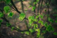 Little green leaves on branches