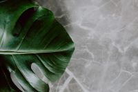 Dark green leaves of monstera and marble