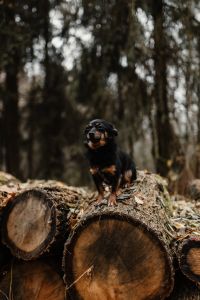 Kaboompics - A small black dog on a pile of felled wood in the forest