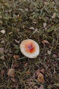 Red toadstools - poisonous mushrooms
