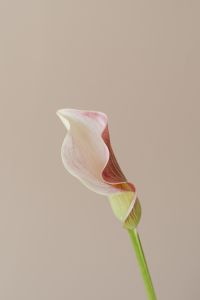 Kaboompics - Zantedeschia - arum lily - calla