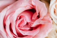 Kaboompics - Cute pink roses