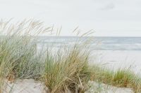Kaboompics - seaside background with grass
