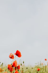 Kaboompics - A field of Red Poppies