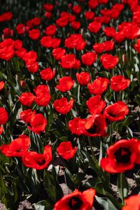 Kaboompics - Red tulips flowers