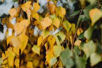 Kaboompics - Birch Leaves