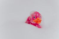 Kaboompics - Pink rubber ducky in foam
