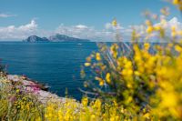 Kaboompics - Yellow wild flowers and view of Capri island (Genista radiata)