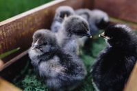 Kaboompics - Black baby chicks
