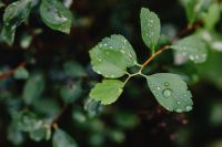 Kaboompics - Water drops on a leaf