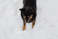 Kaboompics - Dog in the snow