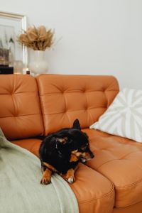Kaboompics - Small black dog on couch