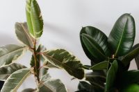 Kaboompics - Ficus Elastica Robusta & Tineke