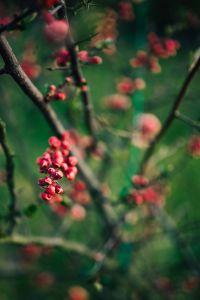 Kaboompics - Red rowan on trees