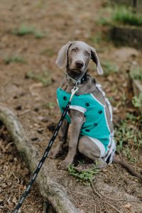 Dog dressed in post-surgery clothes - Recovery Suit