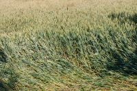 Kaboompics - Field of grain